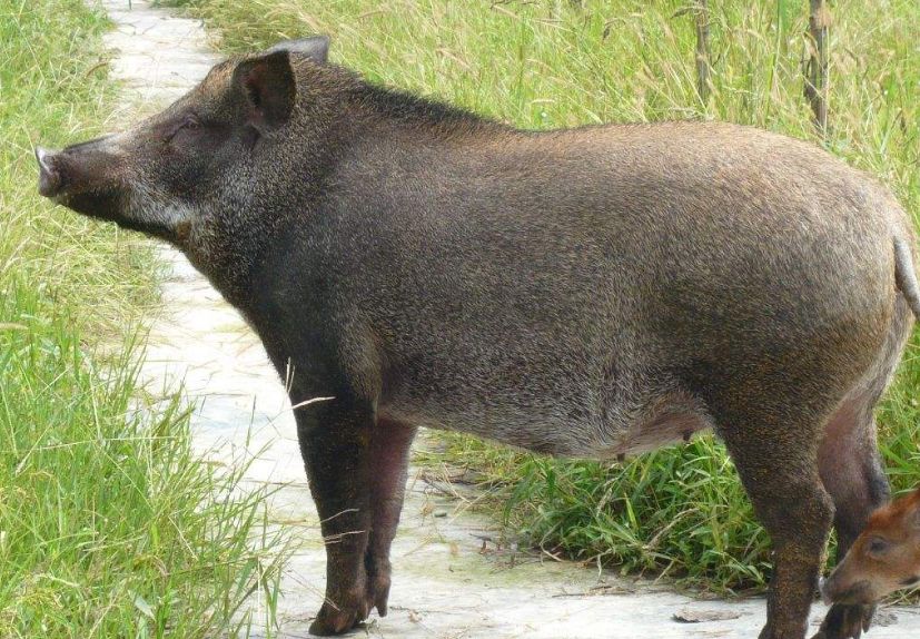 澳门今晚开特马四不像图,高度协调实施_多功能版6.380