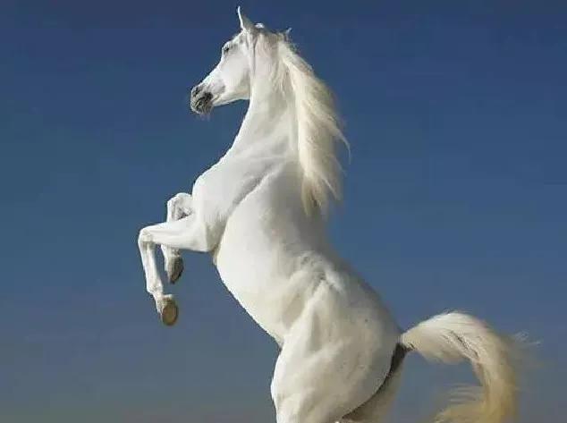 澳门今晚开特马四不像图,高度协调实施_多功能版6.380