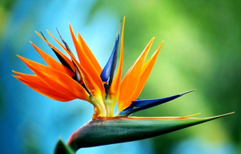 天堂鸟最新网站,天堂鸟最新网站——温馨的日常故事