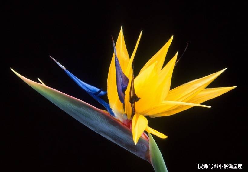 天堂鸟最新网站,天堂鸟最新网站——温馨的日常故事