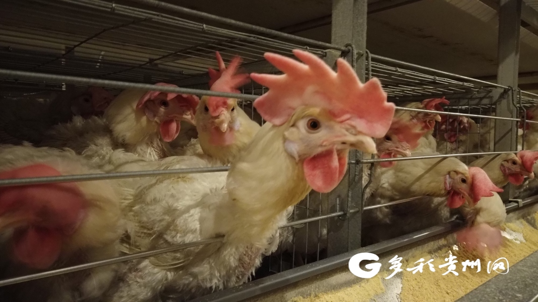 鸡温最新消息及其观点论述综述