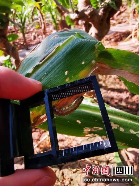 草地贪夜蛾的最新疫情,草地贪夜蛾的最新疫情及防治指南