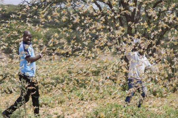 南美蝗灾最新动态,绿意与温情中的挑战