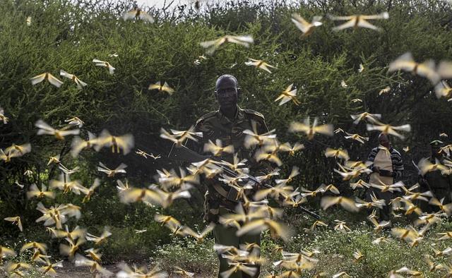 南美蝗灾最新动态,绿意与温情中的挑战