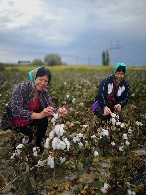 新疆棉花最新事件聚焦产业动态,探寻发展脉络
