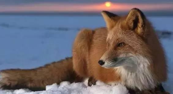 野狐最新地址回顾,特定领域中的影响力与地位