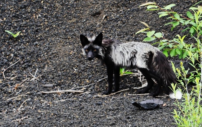 野狐最新地址回顾,特定领域中的影响力与地位