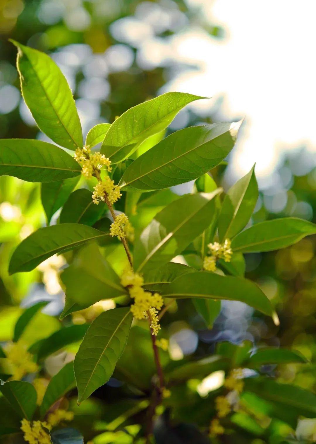 呼市最新呼和浩特市,自然美景探索之旅