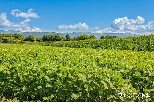 中国大豆期货最新行情,自然之旅中寻找内心平和与宁静的启示