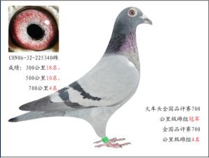 鸽行天下2018最新视频,鸽行天下2018,小巷深处的味觉奇遇