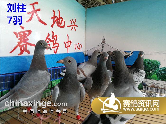 鸽行天下2018最新视频,鸽行天下2018,小巷深处的味觉奇遇