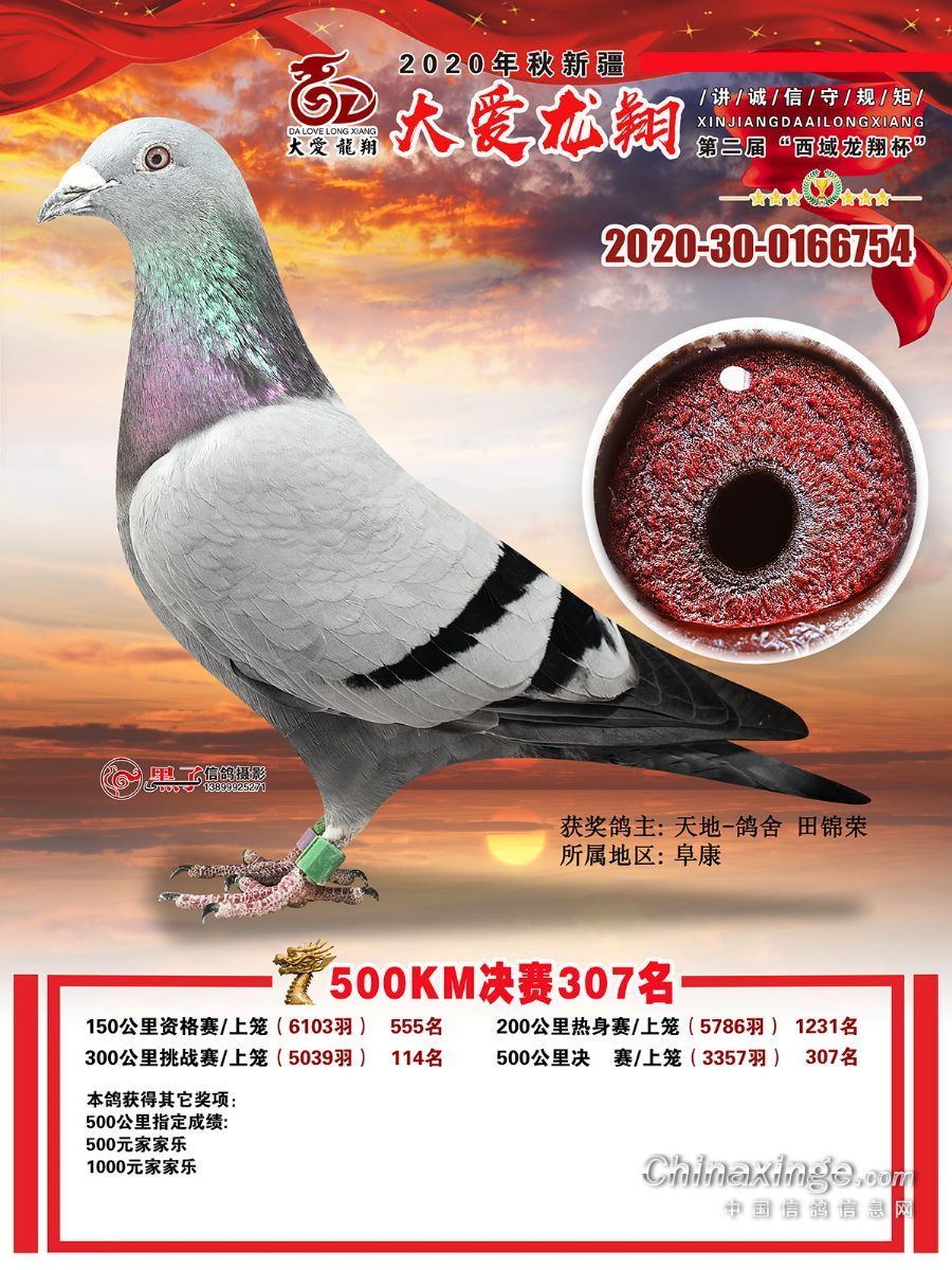 鸽行天下2018最新视频,鸽行天下2018,小巷深处的味觉奇遇