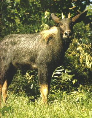 2024新奥正版资料四不像,石油与天然气工程_旅行者版31.986