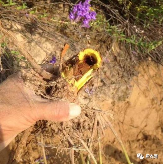 黄芩价格最新行情,温情友情背后的药材市场故事。