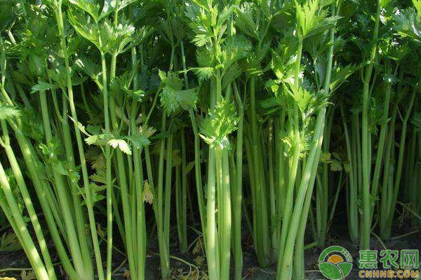 西芹今日价格行情,一场绿色之旅探寻内心平静