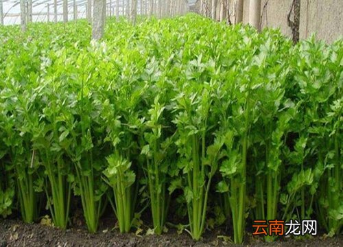 西芹今日价格行情,一场绿色之旅探寻内心平静