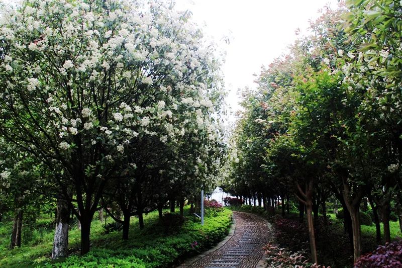 中储股份最新动态,心灵与自然的完美交融