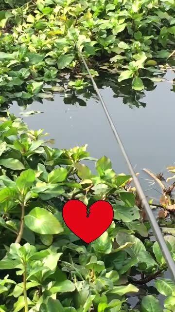 汉中钓鱼坑塘最新动态，垂钓之乐与友情交织的纽带