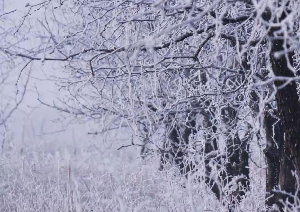 临清天气预报15天最新,数据驱动方案_车载版94.319