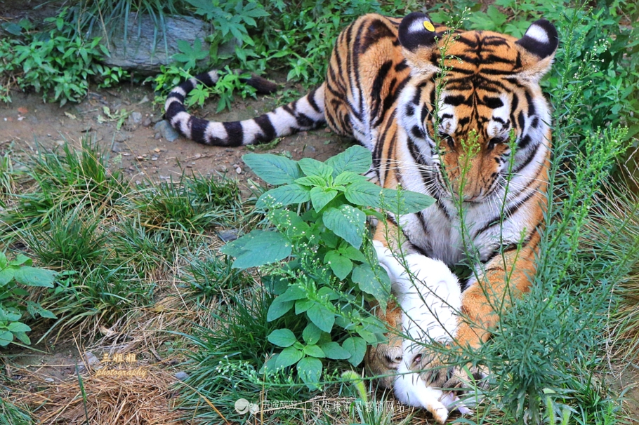 四虎 最新,案例实证分析_旅行版94.342