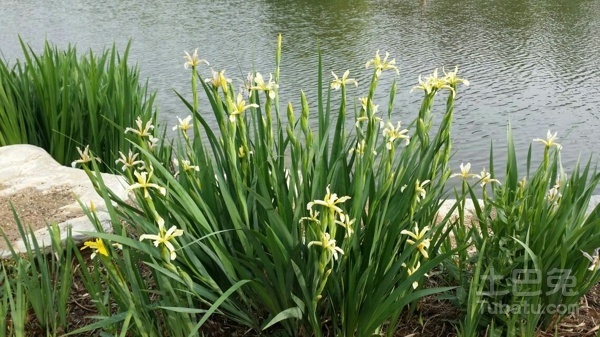 石菖蒲最新价格行情及其论述分析