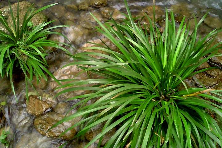 石菖蒲最新价格行情及其论述分析