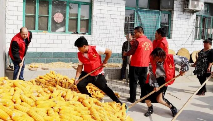 沧州玉米价格最新行情深度解析