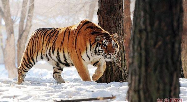 吉林东北虎最新动态，力量与变化的交响曲