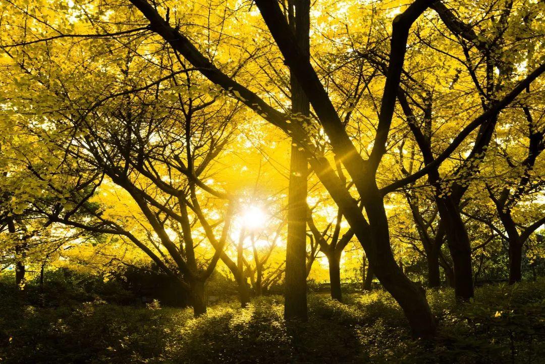 美图最新手机，探索自然美景的必备利器