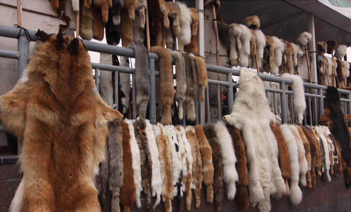 最新狐狸价格概览,市场趋势、品种差异及案例分析