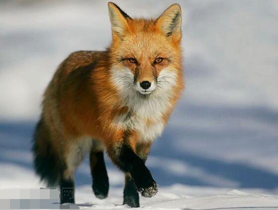 最新狐狸价格概览,市场趋势、品种差异及案例分析