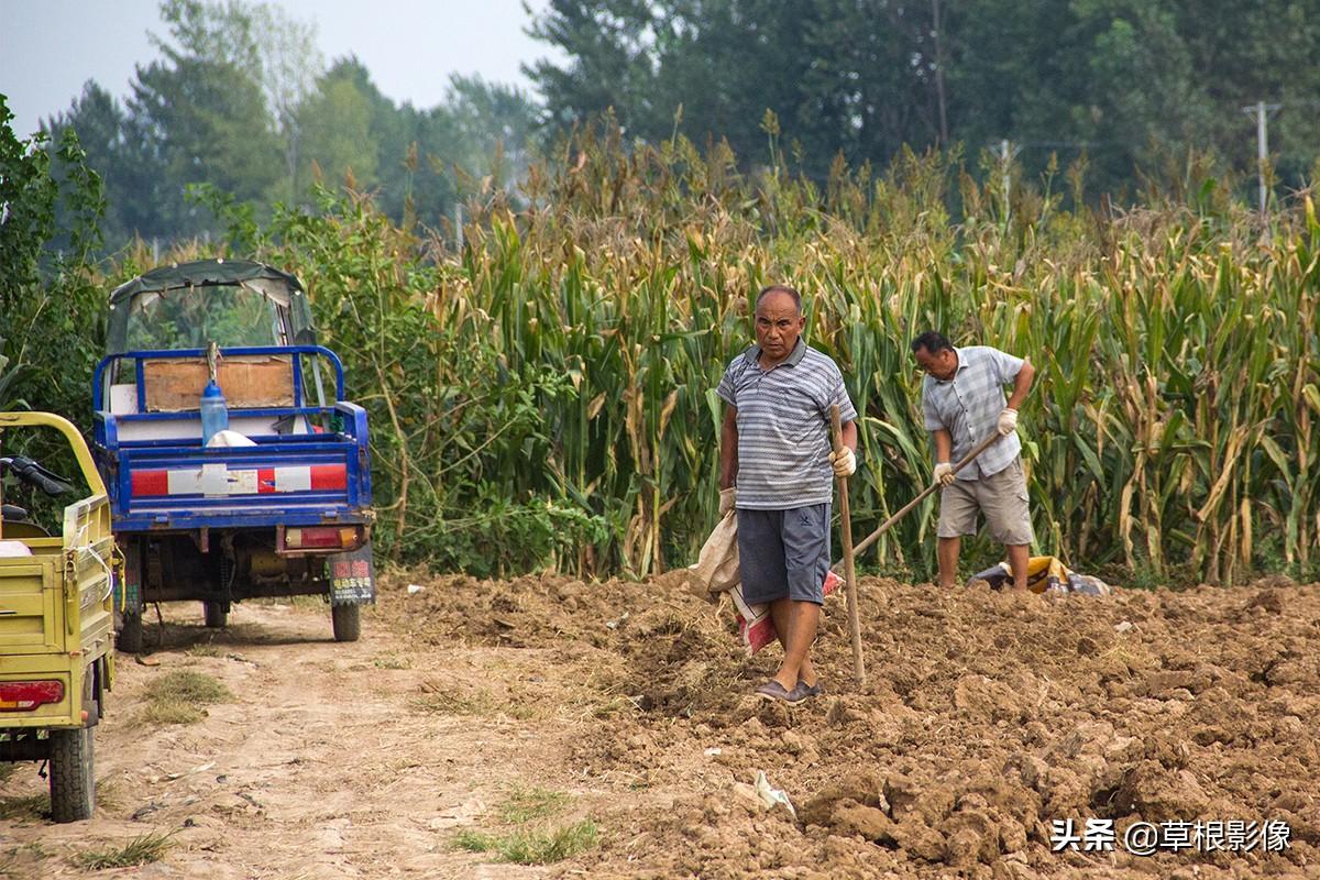 亳州白芷最新价格变化,机遇与自我成长的励志之旅
