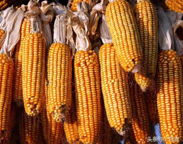 石家庄玉米最新价格指南,最新行情与价格信息速递