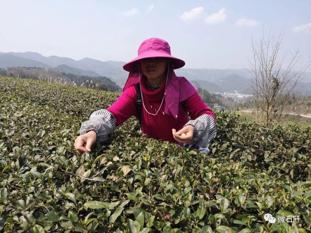 石阡招聘网,科技助力求职招聘,轻松解决就业难题