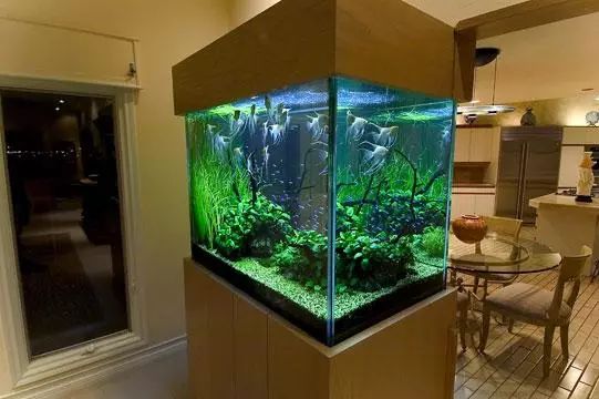 最新水族箱,科技与生活的完美融合艺术展示