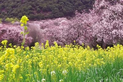 小巷深处的独特邂逅,最新金银花探秘