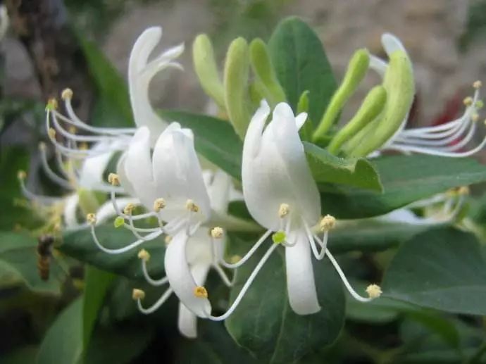 小巷深处的独特邂逅,最新金银花探秘