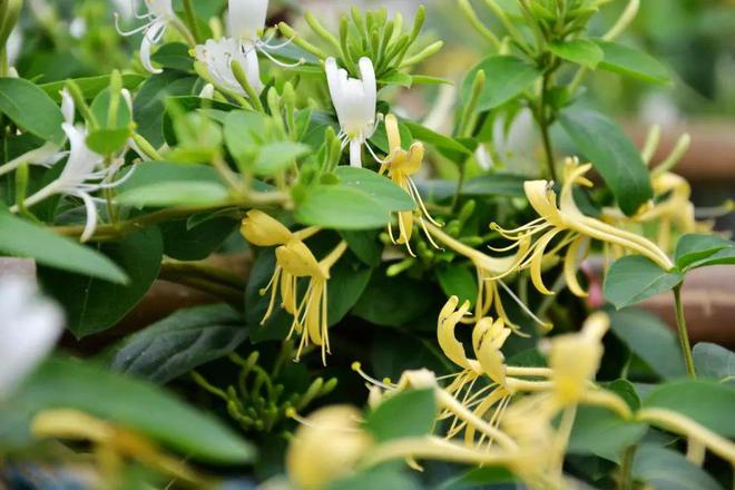 小巷深处的独特邂逅,最新金银花探秘