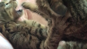 陕西黑猫带你开启自然秘境探索之旅,最新动态与消息速递