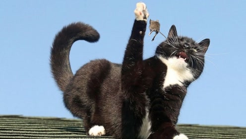 陕西黑猫带你开启自然秘境探索之旅,最新动态与消息速递