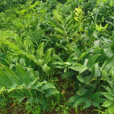 玉竹最新价格行情及分析