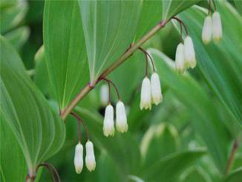 玉竹最新价格行情及分析