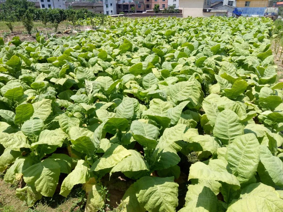 最新平板电脑排行,领略自然美景,启程内心平和之旅