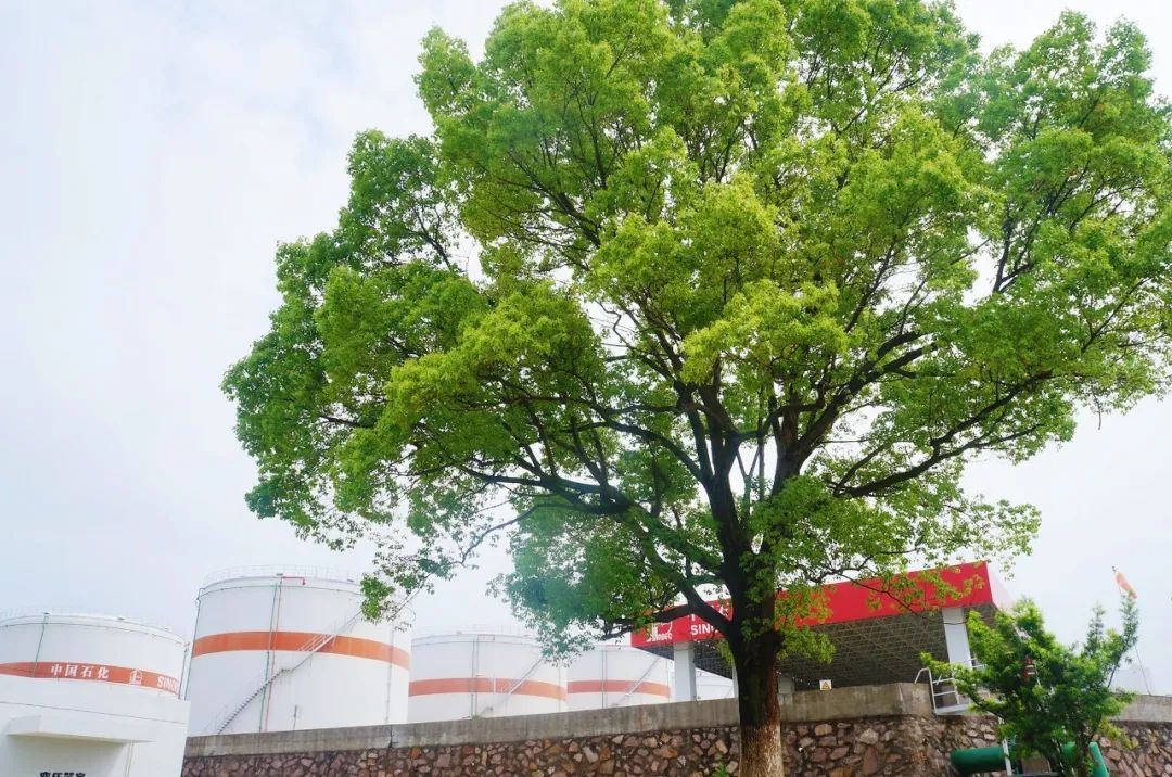 贺兰县最新招聘信息揭秘,小巷中的独特机遇,探索未知职业前景!