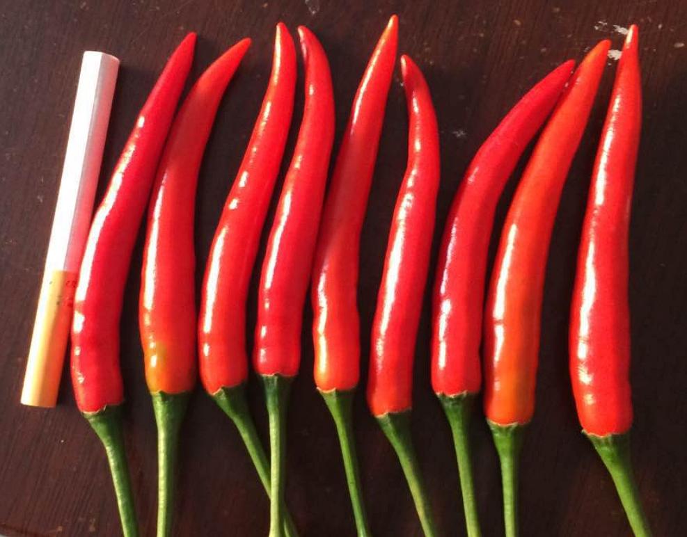 艳红辣椒最新价格分析与探讨