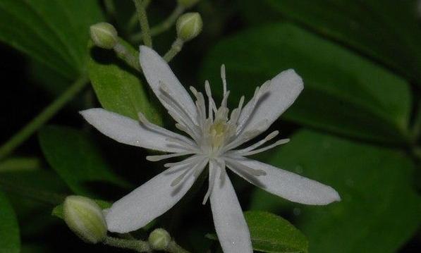 威灵仙的最新奇遇,价格之谜与友情的温暖