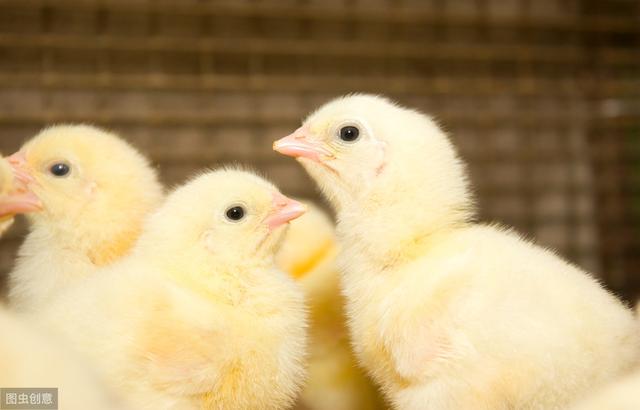 白羽鸡苗最新价格探索,一场寻求内心平静的旅程