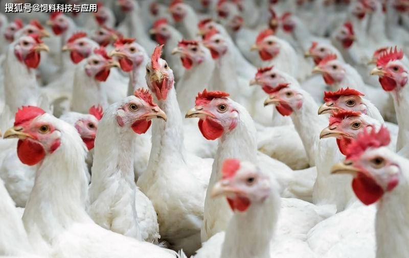 白羽鸡苗最新价格探索,一场寻求内心平静的旅程