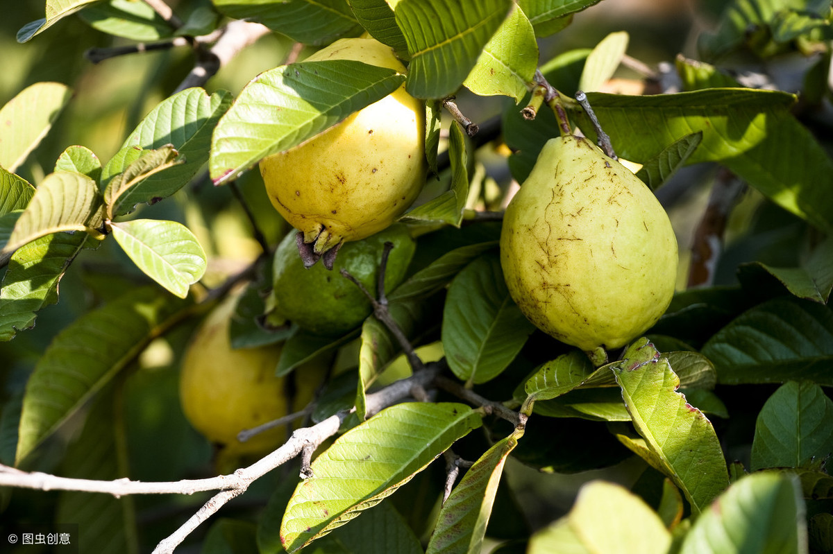 番石榴最新动态,自然美景探索之旅的治愈力量