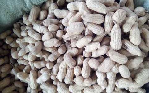 花生价格网最新行情动态更新